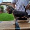 Beagle Beagle Puppies for Sale