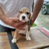 Beagle Beagle Puppies for Sale