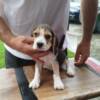 Beagle Beagle Puppies for Sale