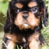 Cavalier King Charles Spaniel Charming cavalier boys looking for a good family
