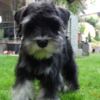 Miniature Schnauzer Miniature Schnauzer Female Puppy