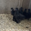 Poultry Silkie Cockerels and Roosters