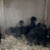 Poultry Silkie Cockerels and Roosters