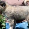 Caucasian Shepherd Dog Caucasian Shepherd – Beautiful Puppies