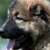 Caucasian Shepherd Dog Caucasian Shepherd – Beautiful Puppies