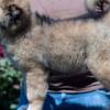 Caucasian Shepherd Dog Caucasian Shepherd – Beautiful Puppies