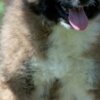 Caucasian Shepherd Dog Caucasian Shepherd – Beautiful Puppies
