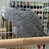 African Grey Parrot Tamed and Talking African grey parrot babies for sale