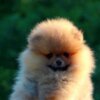 Pomeranian Pomeranian BOO Puppies, Pomeranian Spitz Puppies
