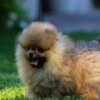 Pomeranian Pomeranian BOO Puppies, Pomeranian Spitz Puppies