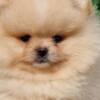 Pomeranian Pomeranian BOO Puppies, Pomeranian Spitz Puppies