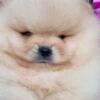 Pomeranian Pomeranian BOO Puppies, Pomeranian Spitz Puppies