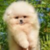 Pomeranian Pomeranian BOO Puppies, Pomeranian Spitz Puppies