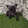 French Bulldog French Bulldog – Beautiful Puppies