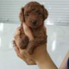 Poodle Red toy poodle