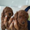Poodle Red toy poodle