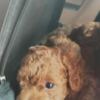 Poodle Red toy poodle