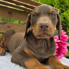 Doberman Pinscher Stunning Female Doberman Puppy – Loyal, Smart, and Family-Raised