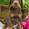 Doberman Pinscher Stunning Female Doberman Puppy – Loyal, Smart, and Family-Raised