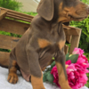 Doberman Pinscher Stunning Female Doberman Puppy – Loyal, Smart, and Family-Raised