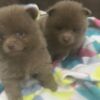 Pomeranian 🐶Fluffy Pomeranian Puppies for sale🐶KC reg🐶