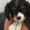 Cavalier King Charles Spaniel Cavalier King Charles spaniel puppies