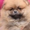 Pomeranian Pomeranian Boo Puppies