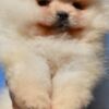 Pomeranian Pomeranian Boo Puppies