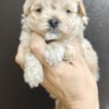 Maltese Maltese puppies