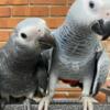 African Grey Parrot Tamed and Talking African grey parrot babies for sale