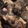 Boerboel South African Mastiff – Boerboel Puppies