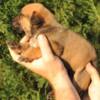 Boerboel South African Mastiff – Boerboel Puppies
