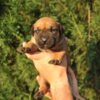 Boerboel South African Mastiff – Boerboel Puppies