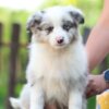 Border Collie Border Collie Puppies