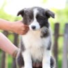 Border Collie Border Collie Puppies