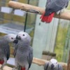 African Grey Parrot Tamed and Talking African grey parrot babies for sale