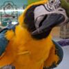 Macaw Young and tamed beautiful macaws for sale