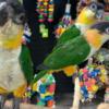 Caique Tamed Caique parrots for sale