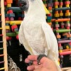 Cockatoo Hand raised and tamed cockatoos for sale