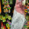 Cockatoo Hand raised and tamed cockatoos for sale