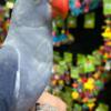 Parakeet Beautiful and tamed Indian Ringneck