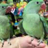 Parakeet Beautiful and tamed Indian Ringneck