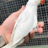 Parakeet Beautiful and tamed Indian Ringneck