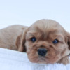 Cavalier King Charles Spaniel Miniature Bernedoodle Puppies