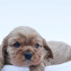 Cavalier King Charles Spaniel Miniature Bernedoodle Puppies
