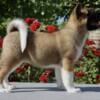 American Akita American Akita Puppies