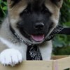 American Akita American Akita Puppies