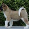 American Akita American Akita Puppies