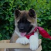 American Akita American Akita Puppies