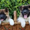 American Akita American Akita Puppies